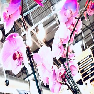 Megamart Orchids