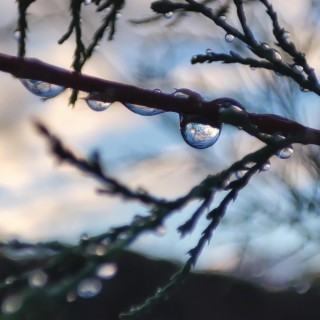 Drops