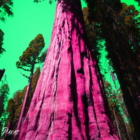 Sequoia