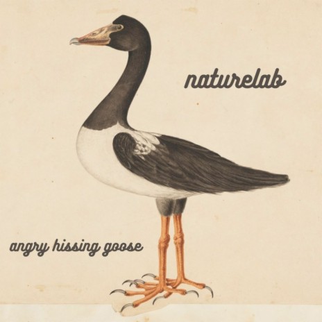 Angry Hissing Goose | Boomplay Music