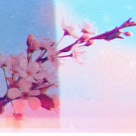 Sakura Blossom | Boomplay Music