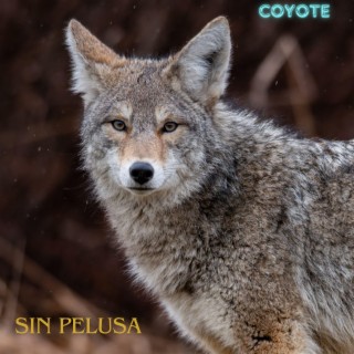 coyote