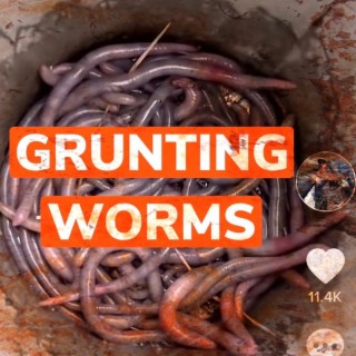 Grunting Worms