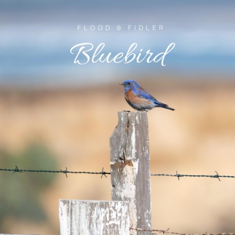 Bluebird ft. Susan Fidler