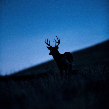 Deer In The Headlights ft. Ozzie B