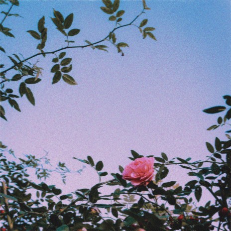 roses | Boomplay Music