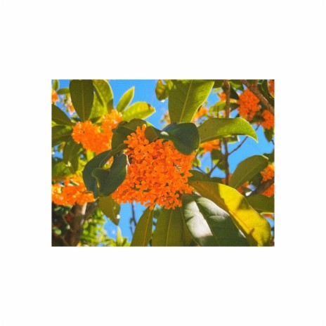 Osmanthus | Boomplay Music