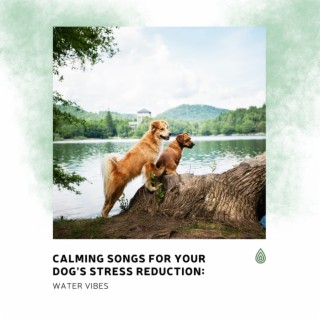 Calming Songs for Your Dog's Stress Reduction: Water Vibes