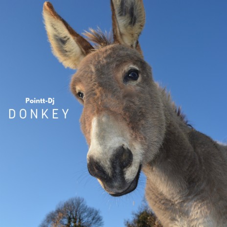 Donkey | Boomplay Music