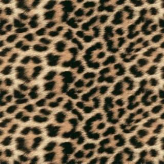 Cheetahs