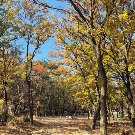 go for a walk in the forest