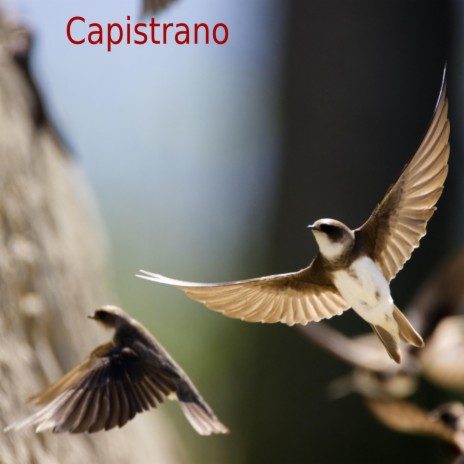 Capistrano | Boomplay Music