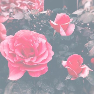 Distorted Rose-Colored Shades