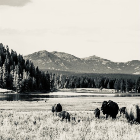 Yellowstone | Boomplay Music