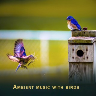 Ambient Music with Birds