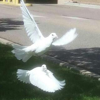 Doves