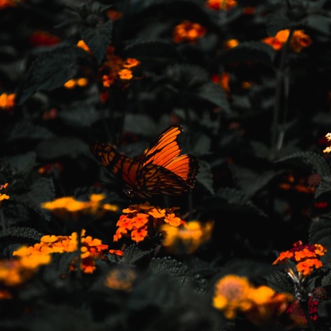 Healing butterfly ft. LoFi Butterfly & Chillout Amazon Pianos