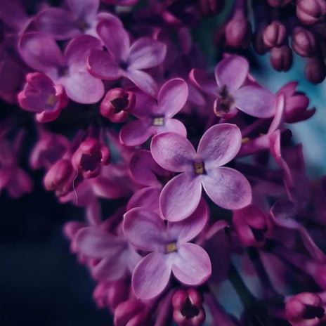 Lilac