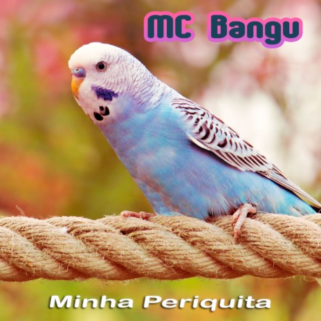 Minha Periquita | Boomplay Music