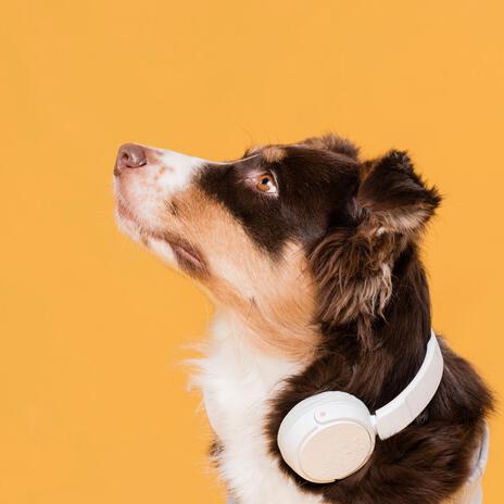 Soothing Moments for Dogs | Boomplay Music