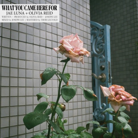 What You Came Here For ft. Olivia Reid | Boomplay Music