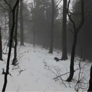 forest and snow