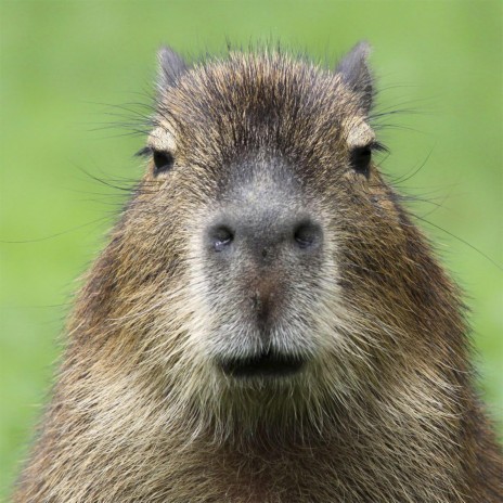 Capybara | Boomplay Music