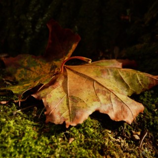 Shadows of Autumn (Original Motion Picture Soundtrack)