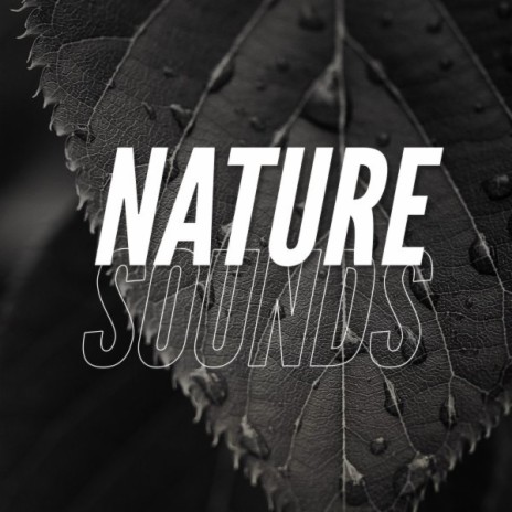 Rainfall ft. Nature Sounds Nature Music & Nature Sound Collection | Boomplay Music