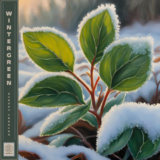 Wintergreen