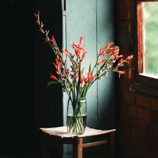 Indoor Flowers