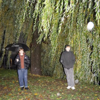 WILLOW TREE