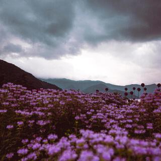 Rain and Flowers