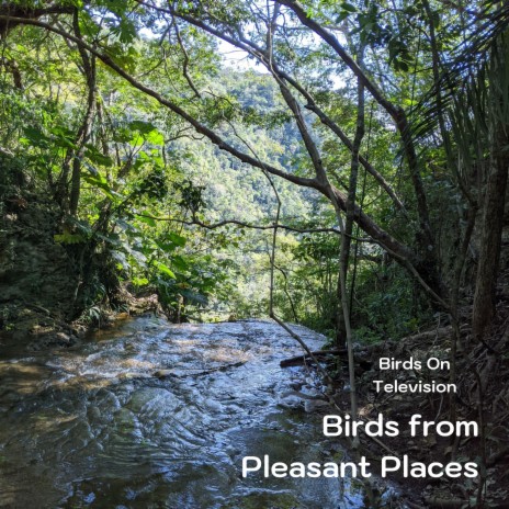 Comfortable River of Birds | Boomplay Music