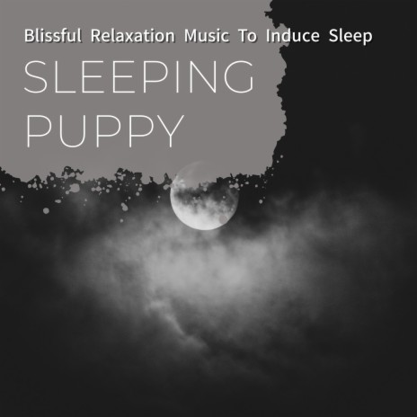 Songs for the Sleep | Boomplay Music