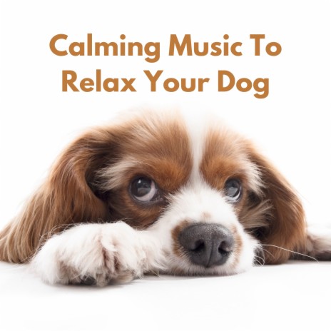 Dog Piano Dreams ft. Relaxmydog & Dog Music Dreams | Boomplay Music