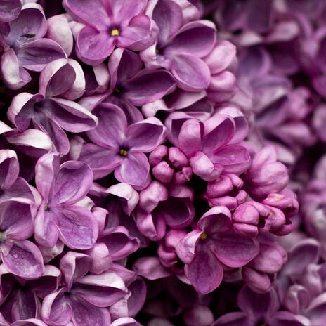 Lilas