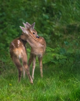 Beautiful Creatures