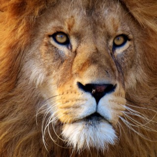 The Lion of Mali