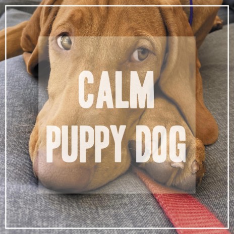 Relaxed Puppy | Boomplay Music