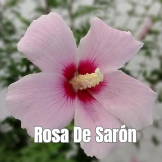 Rosa de Sarón