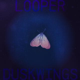 duskwings