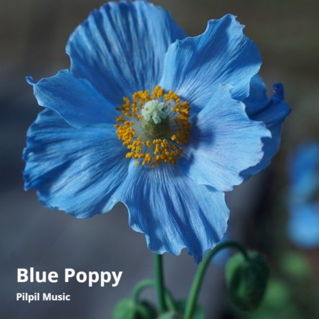 Blue Poppy | Boomplay Music