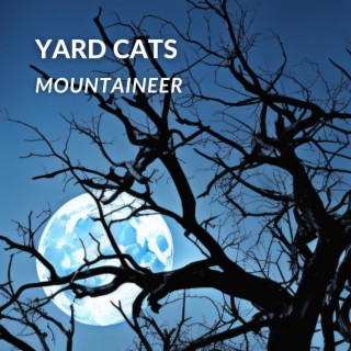 Yard Cats