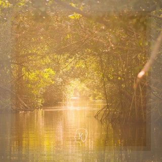 Mangroves