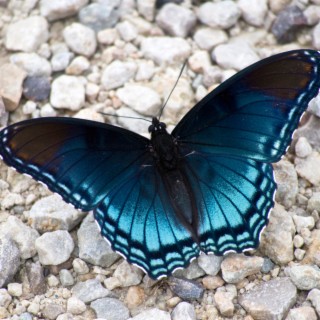 Butterfly Stone