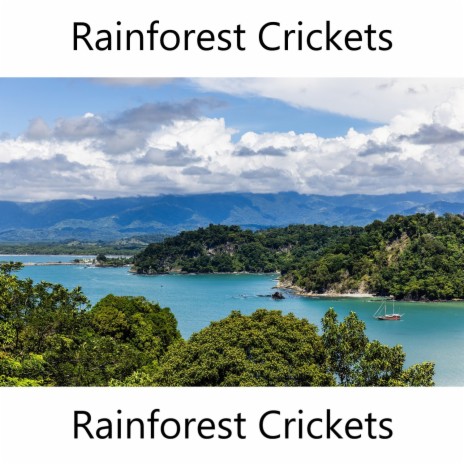 Rainforest Crickets | Boomplay Music