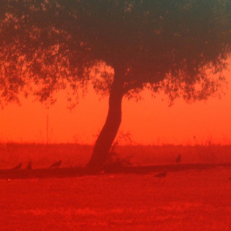 Arbol de Sofía | Boomplay Music