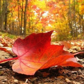 Come d'autunno