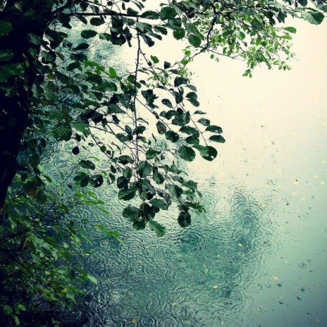 Zen In Rain